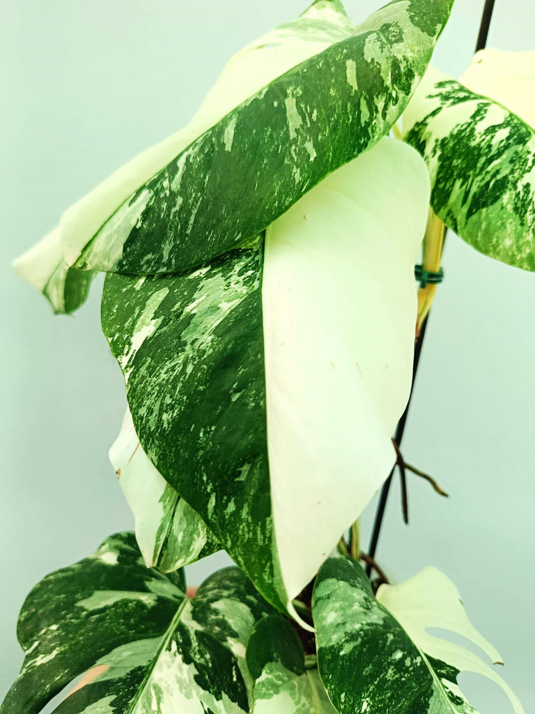 Monstera albo variegata