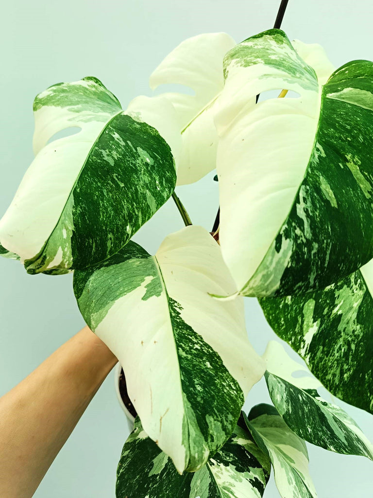 Monstera albo variegata