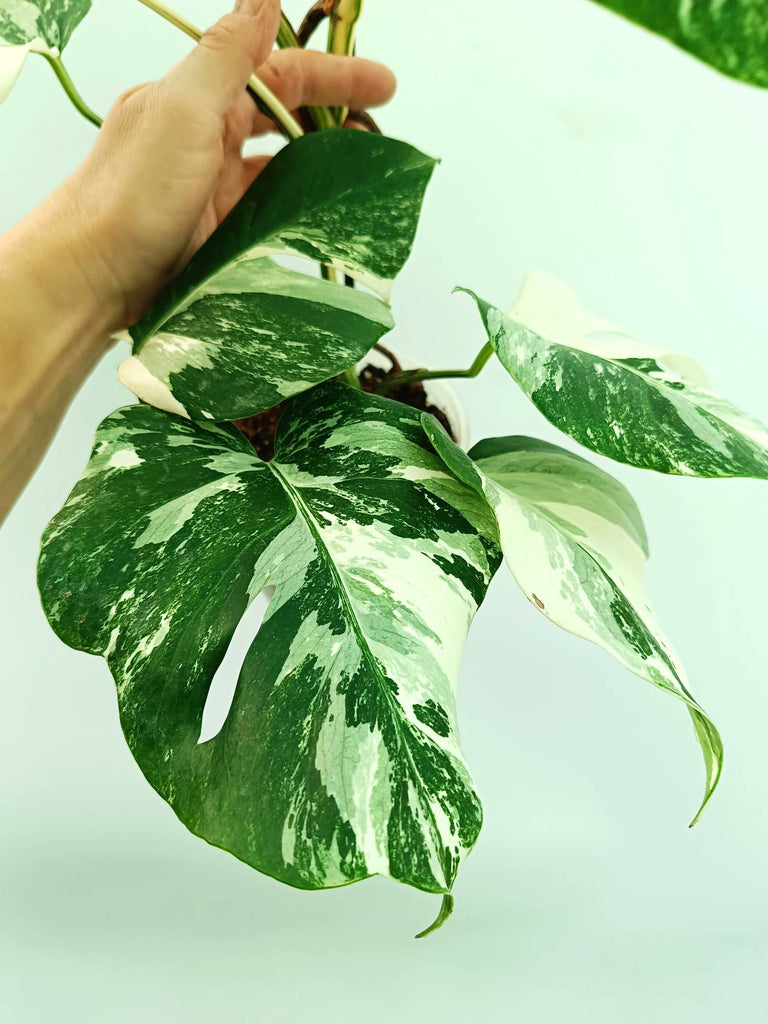 Monstera albo variegata