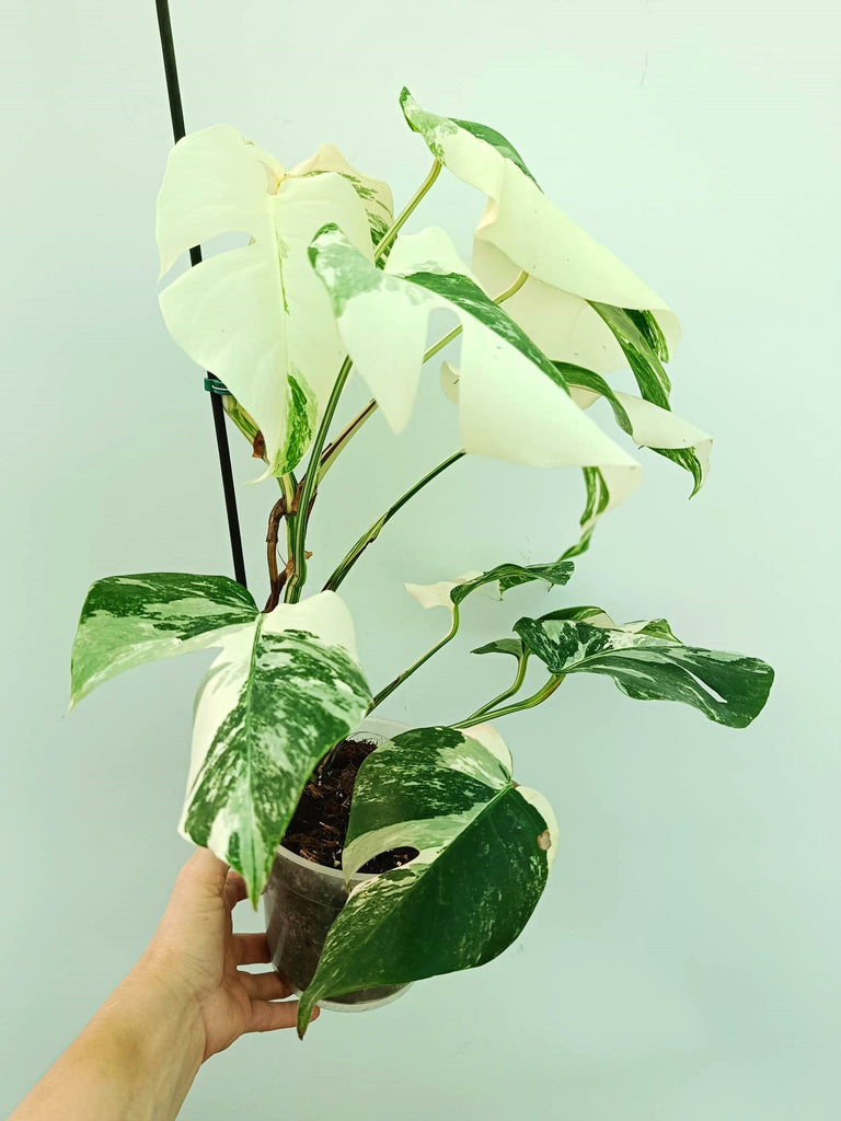 Monstera albo variegata