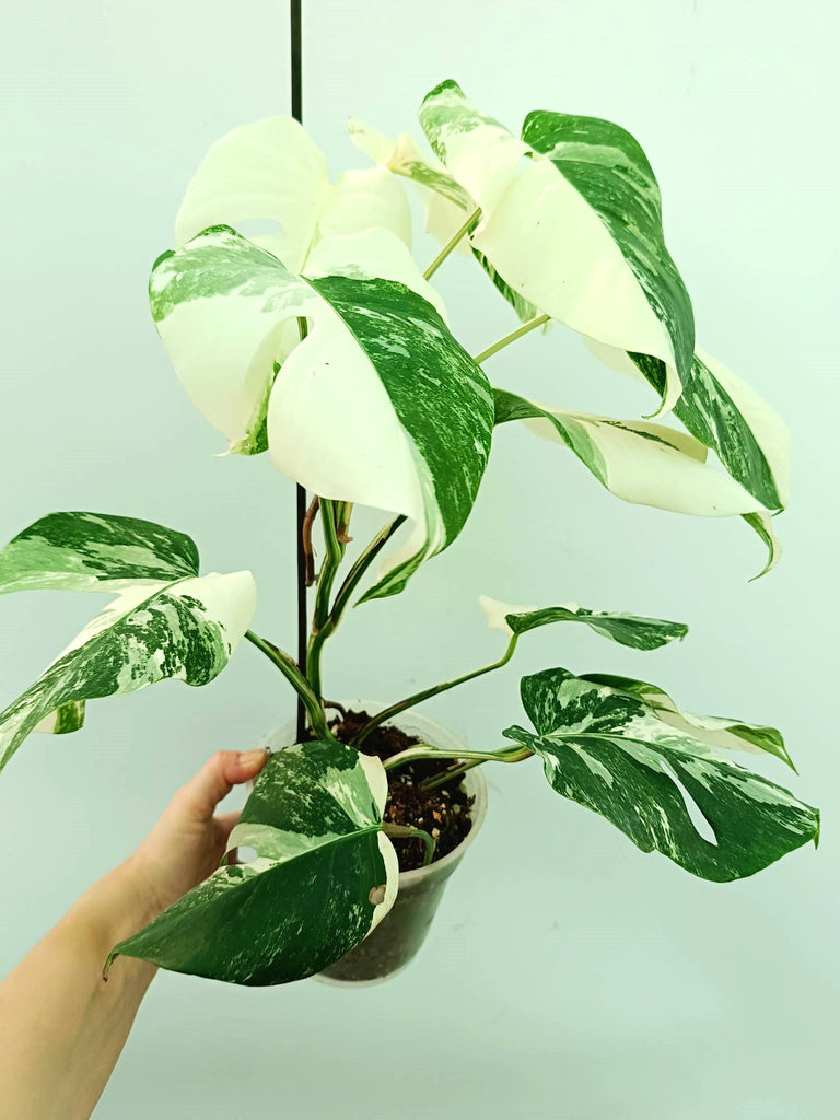 Monstera albo variegata