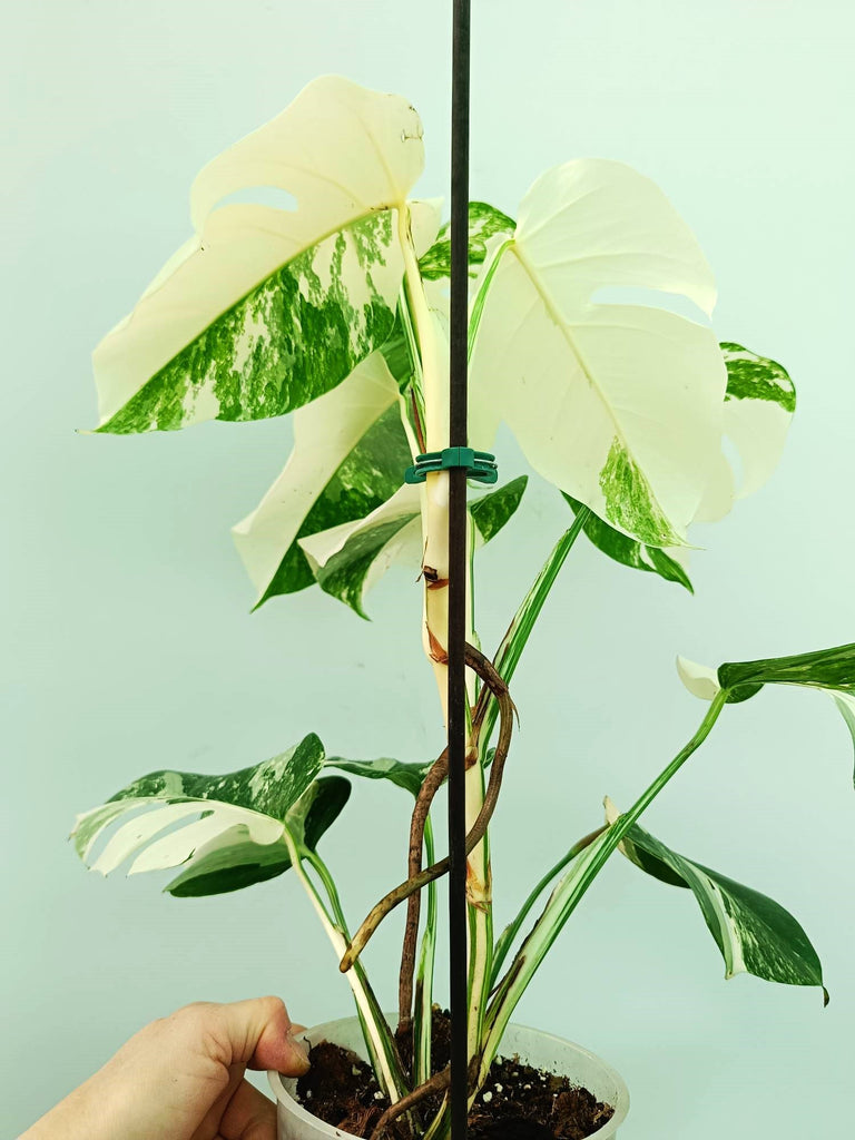 Monstera albo variegata