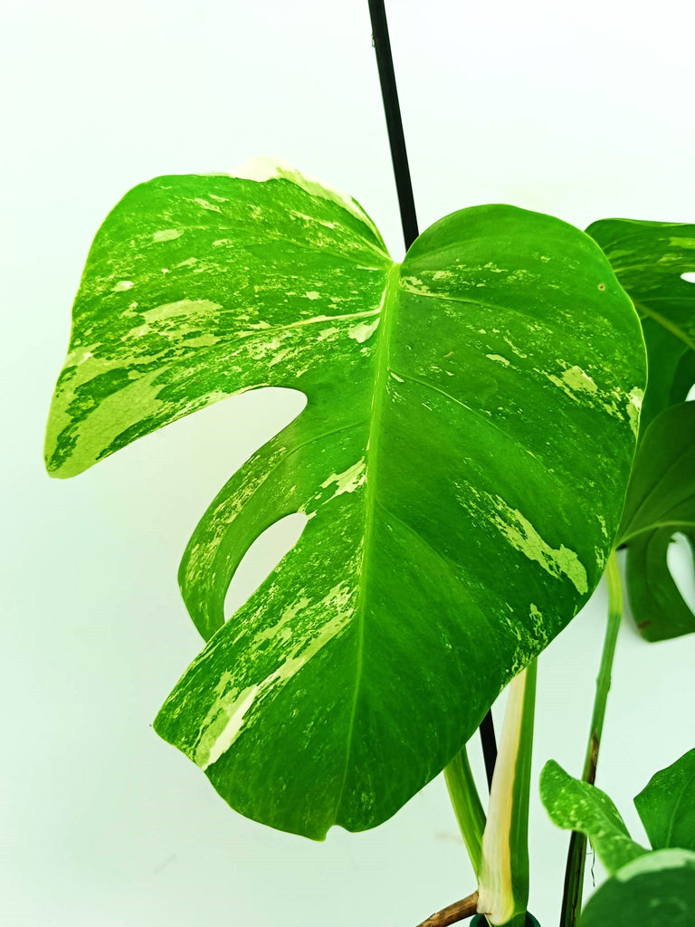 Monstera albo variegata