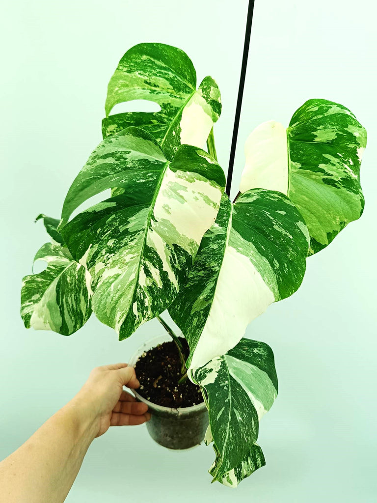 Monstera albo variegata