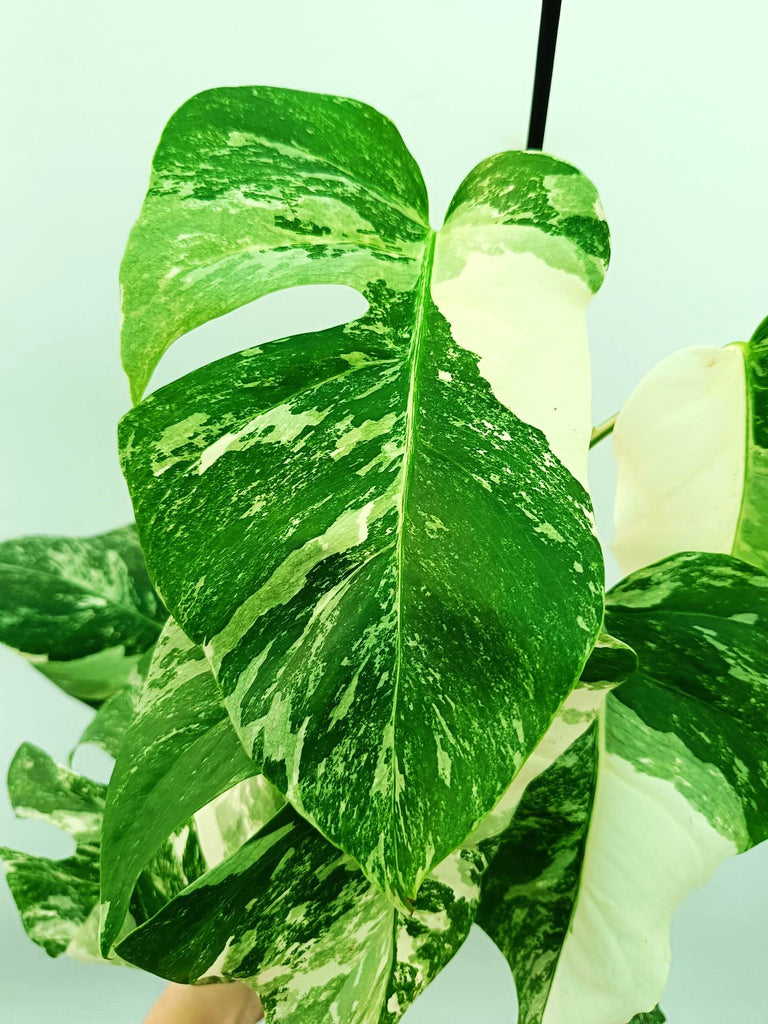 Monstera albo variegata