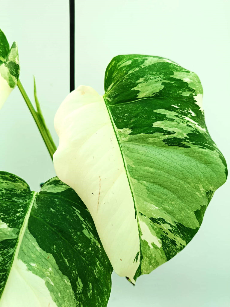 Monstera albo variegata