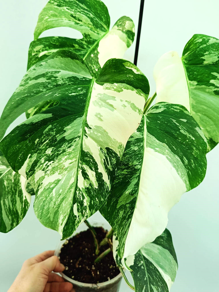 Monstera albo variegata