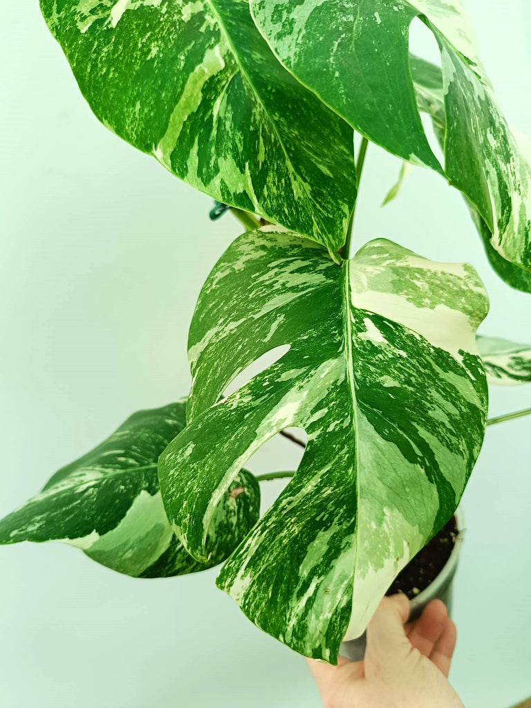 Monstera albo variegata