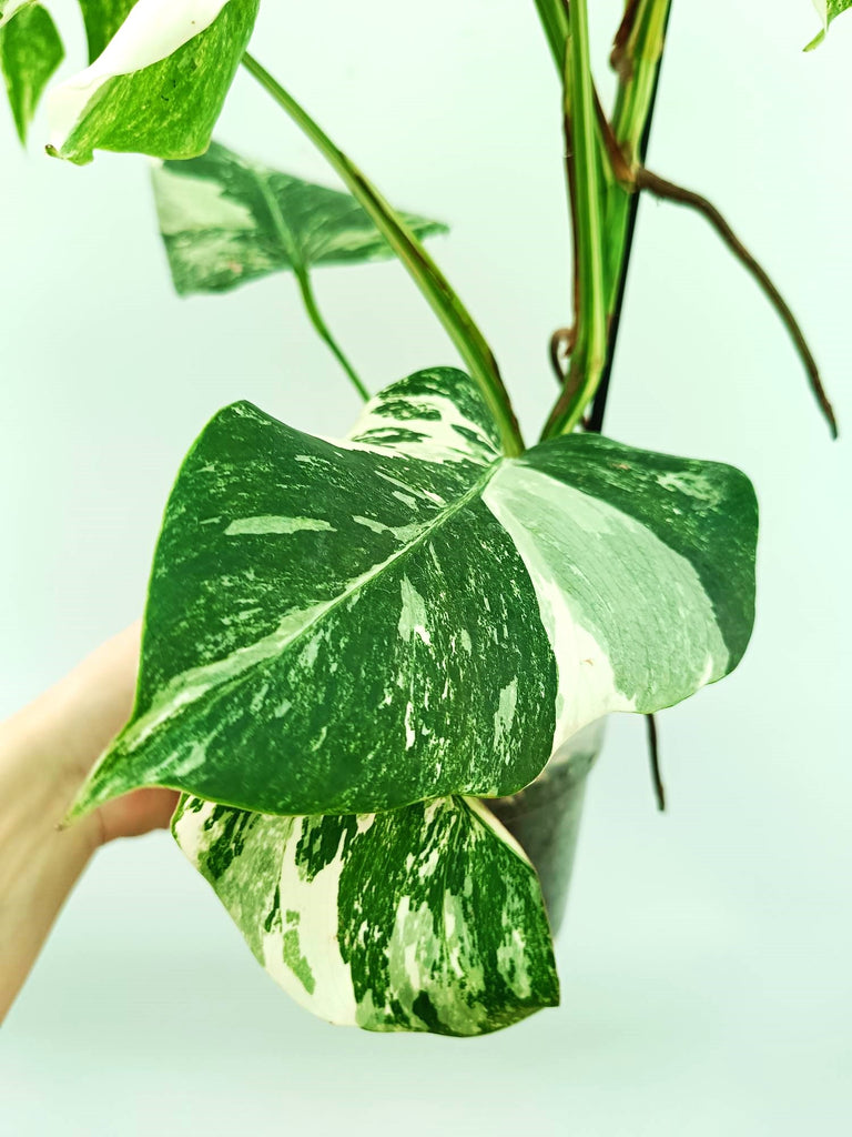 Monstera albo variegata