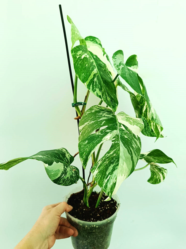 Monstera albo variegata