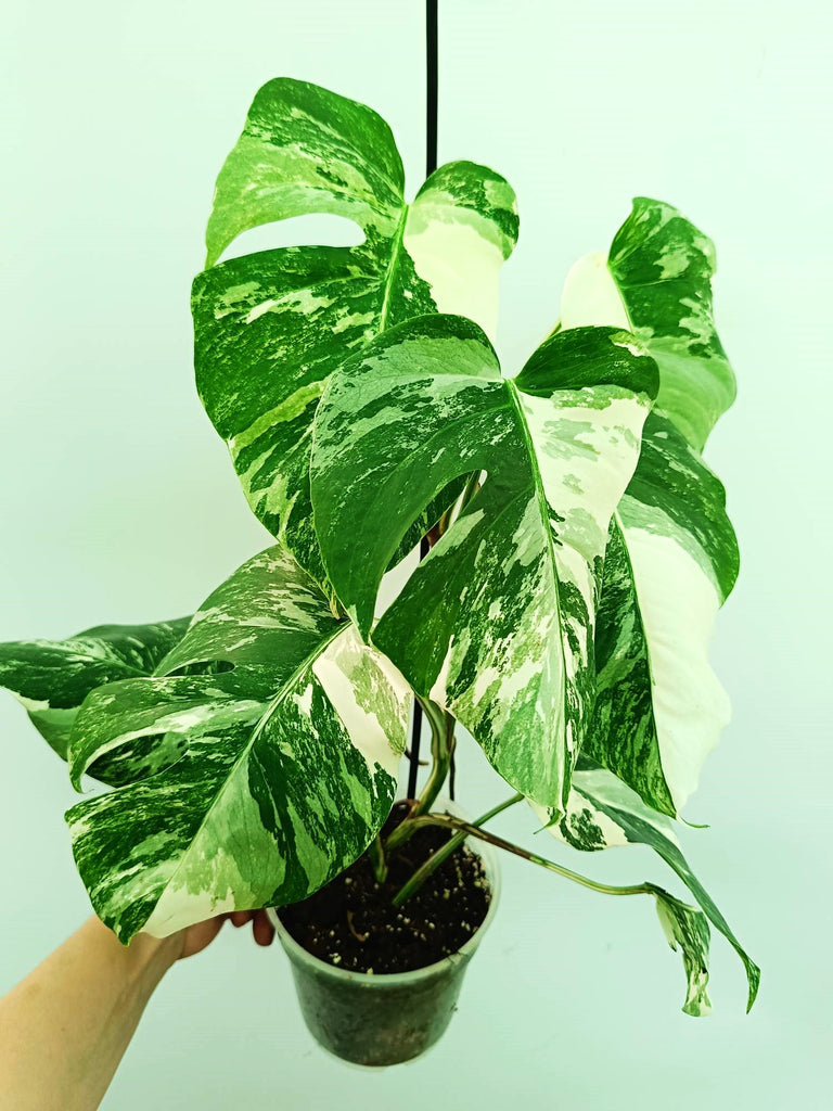 Monstera albo variegata