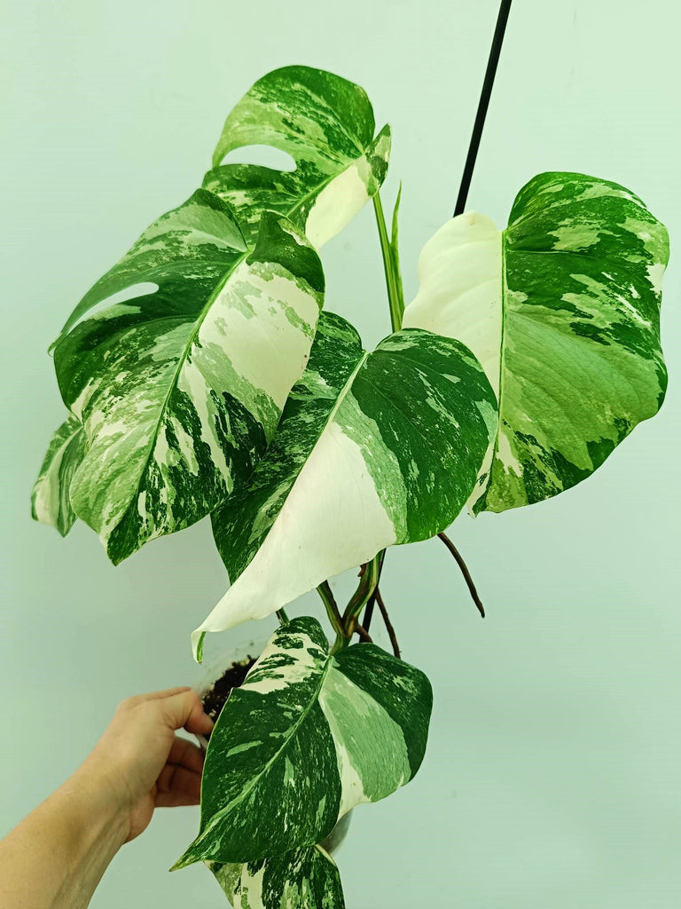 Monstera albo variegata