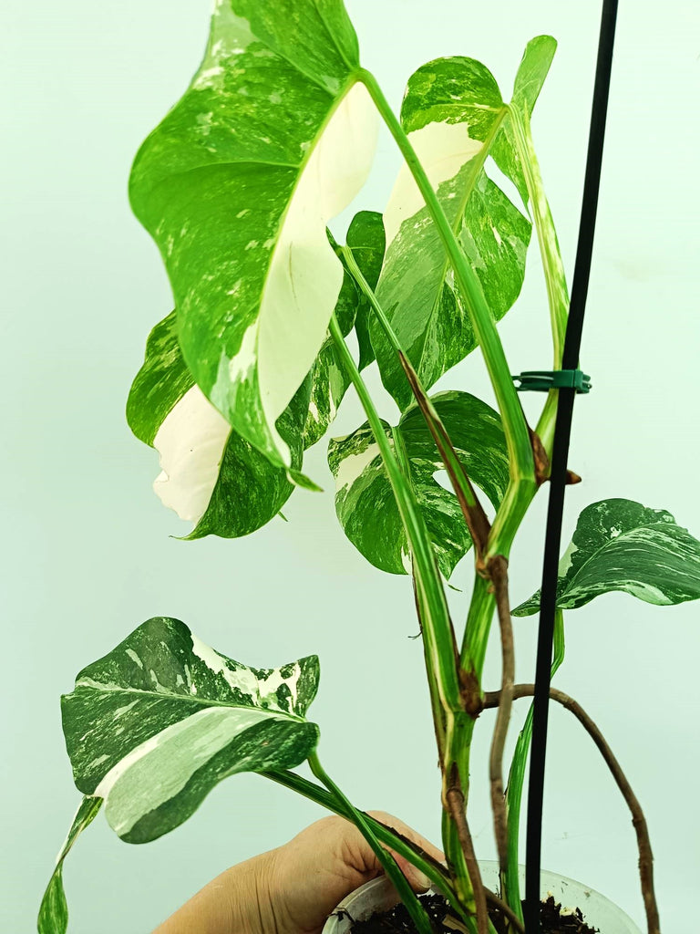 Monstera albo variegata