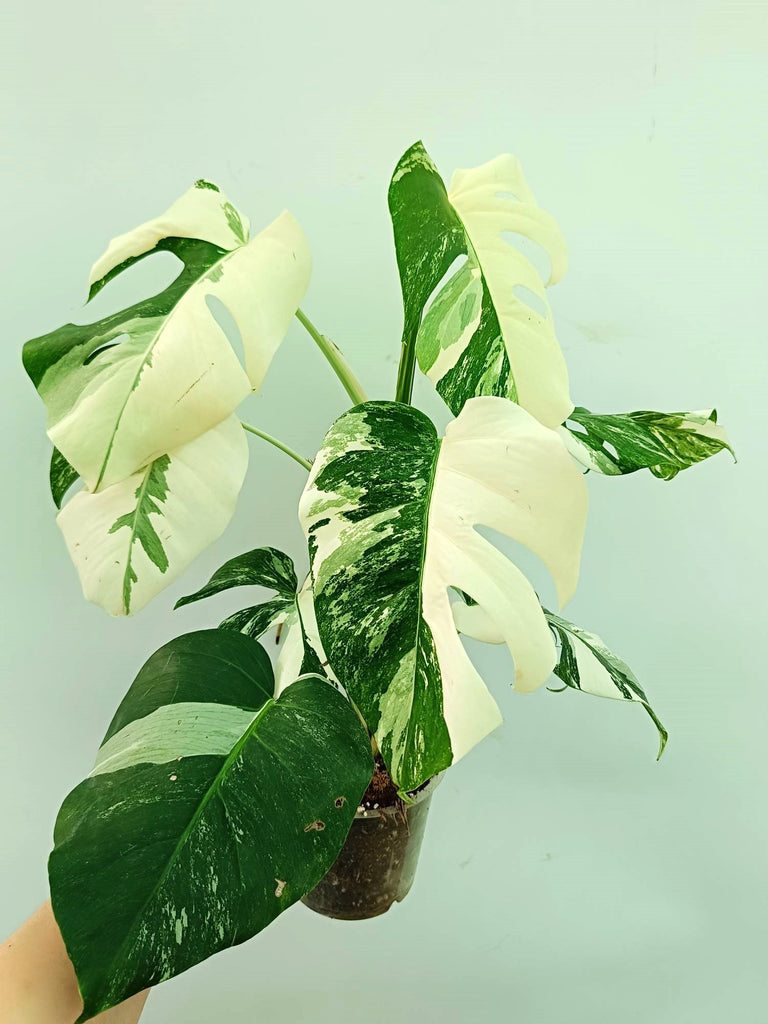 Monstera albo variegata