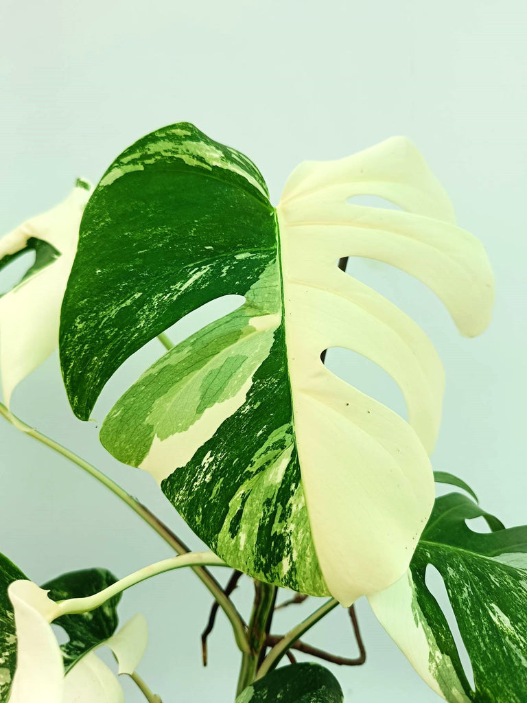 Monstera albo variegata