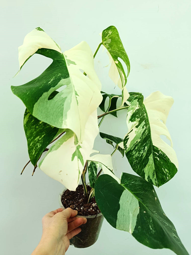 Monstera albo variegata