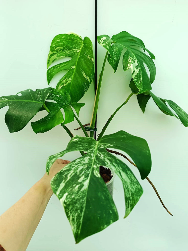 Monstera albo variegata