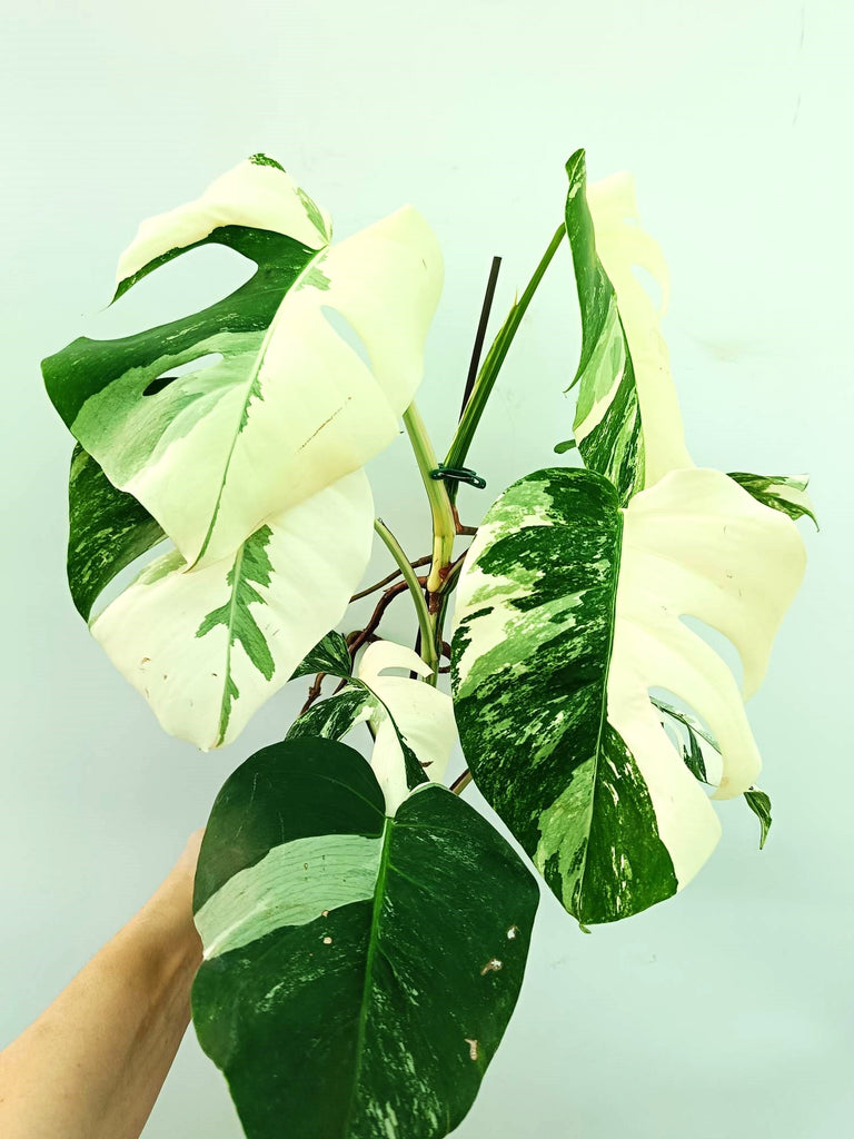 Monstera albo variegata