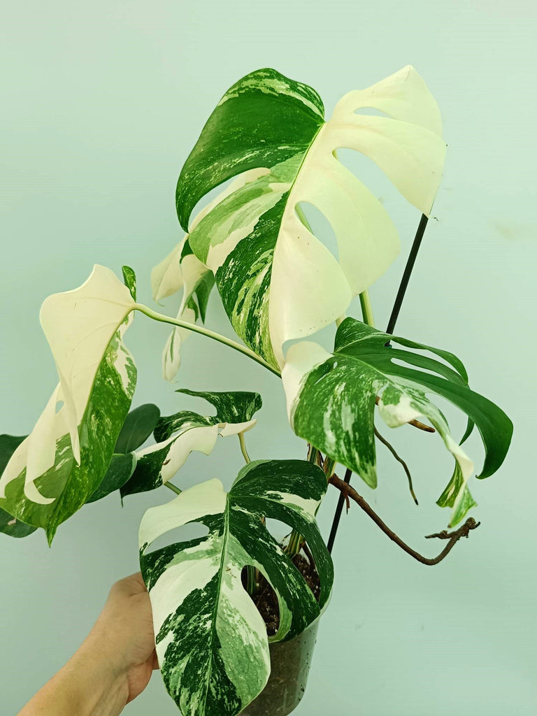 Monstera albo variegata