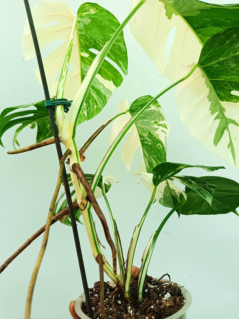 Monstera albo variegata