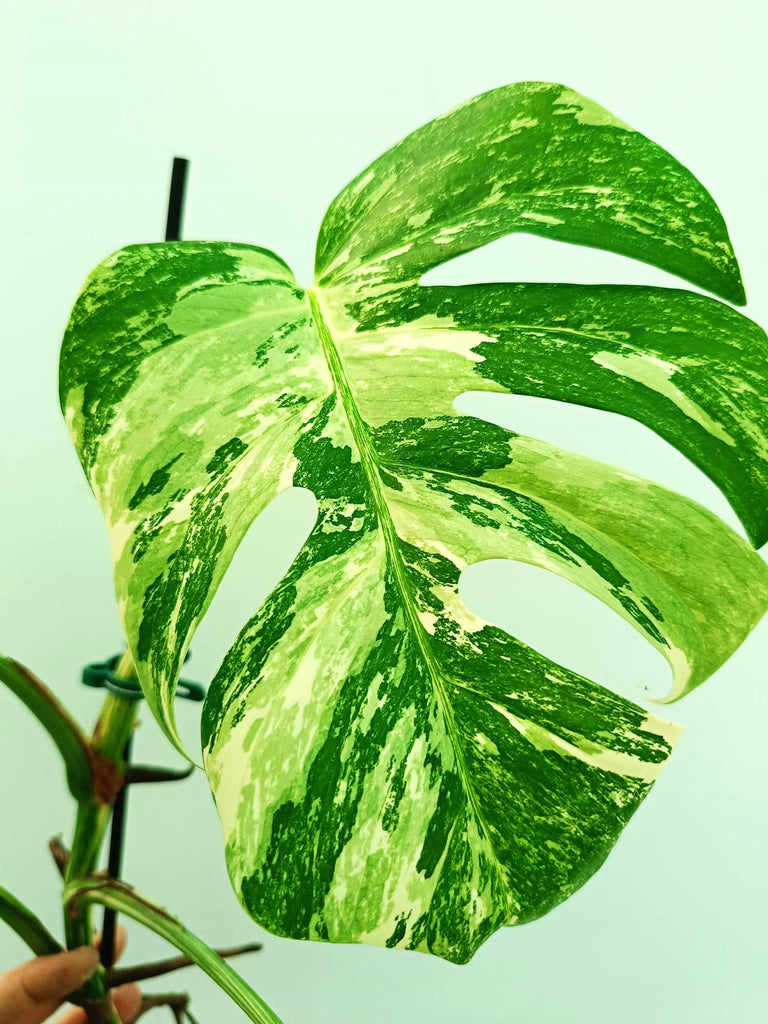 Monstera albo variegata