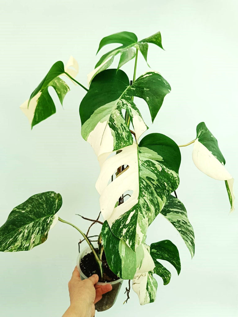 Monstera albo variegata