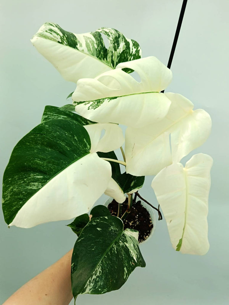 Monstera albo variegata EXTRA WHITE FULLMOON