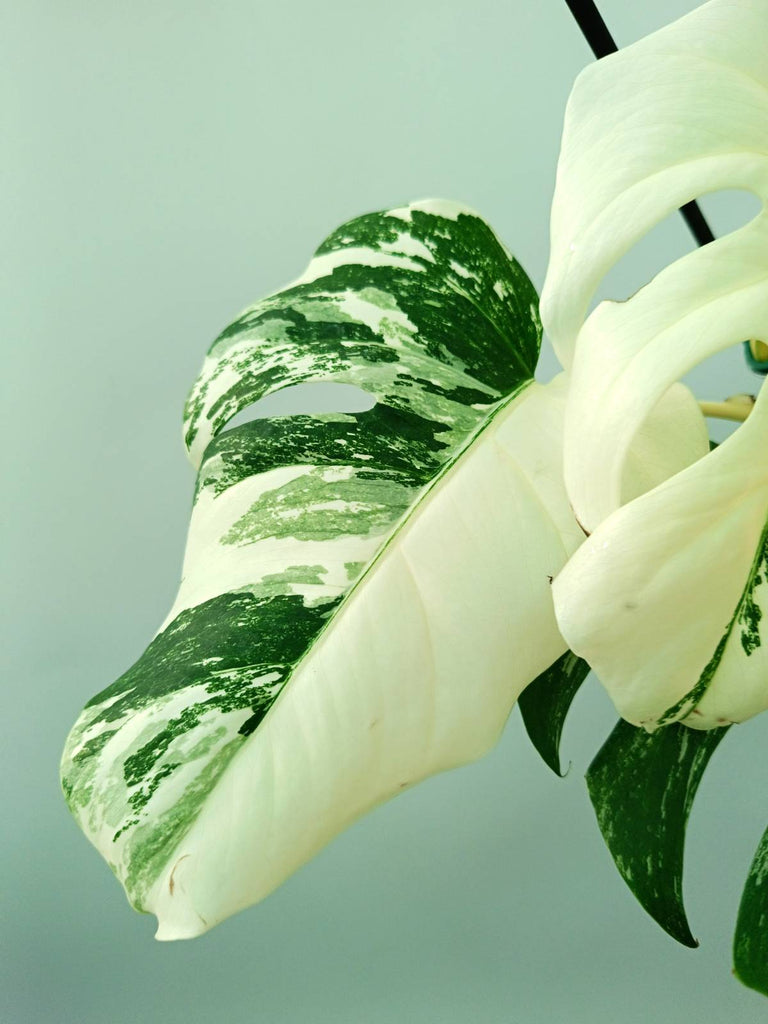 Monstera albo variegata EXTRA WHITE FULLMOON