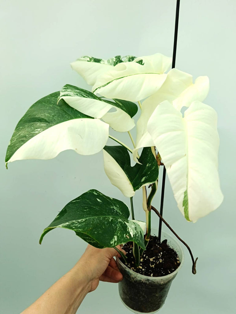 Monstera albo variegata EXTRA WHITE FULLMOON
