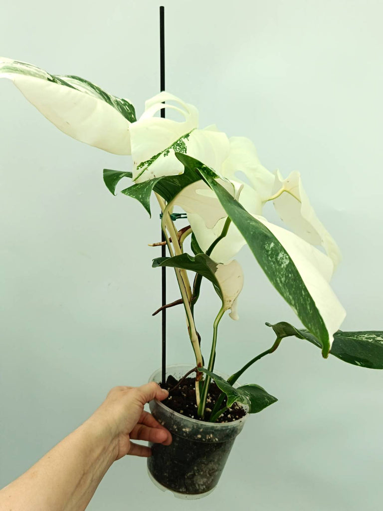 Monstera albo variegata EXTRA WHITE FULLMOON