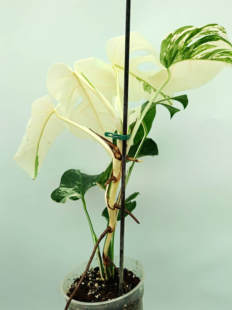 Monstera albo variegata EXTRA WHITE FULLMOON