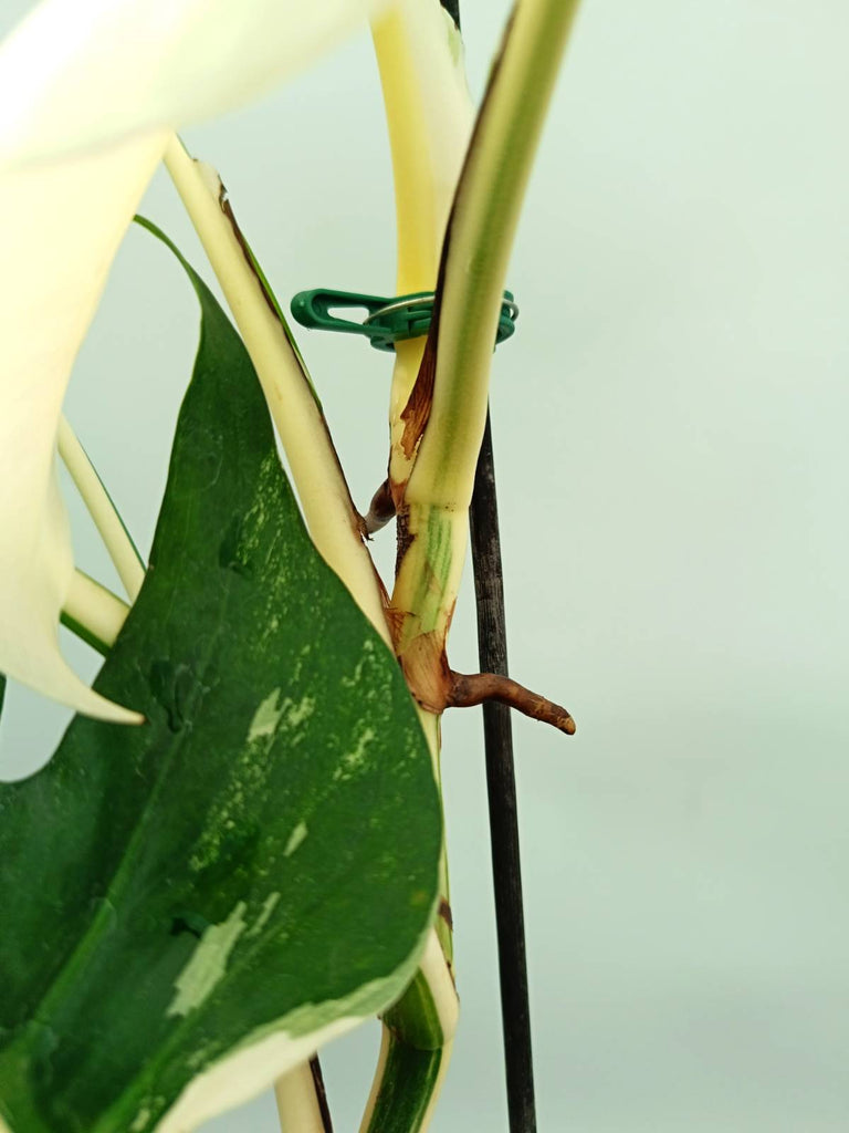 Monstera albo variegata EXTRA WHITE FULLMOON