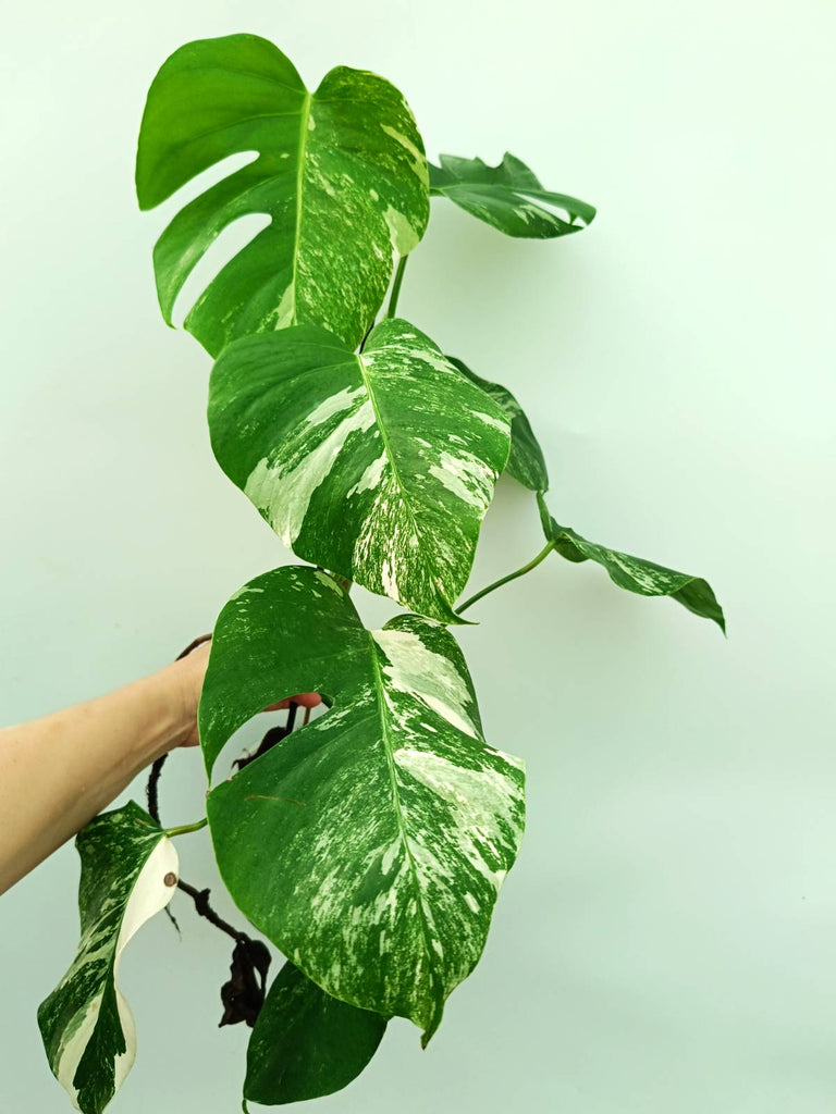 Monstera albo variegata