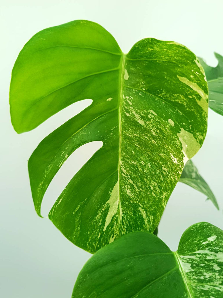 Monstera albo variegata