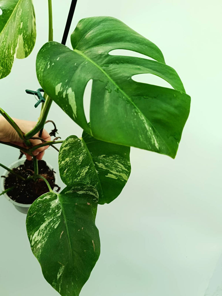 Monstera albo variegata