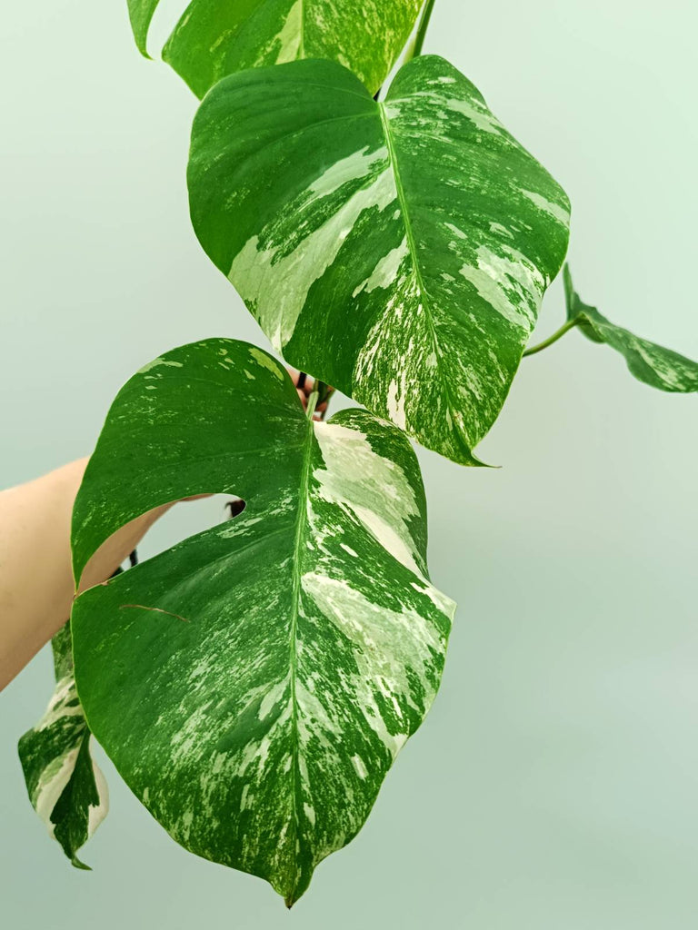 Monstera albo variegata