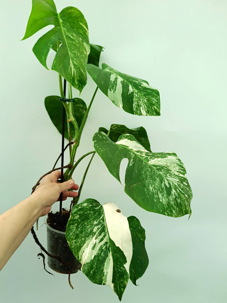Monstera albo variegata