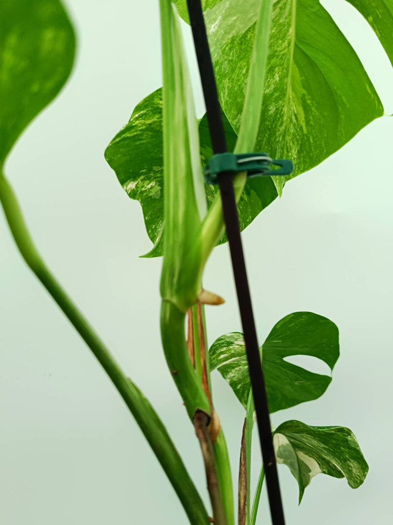 Monstera albo variegata