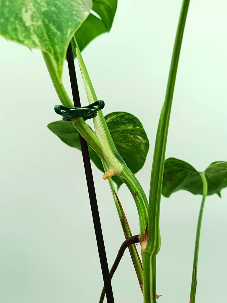 Monstera albo variegata