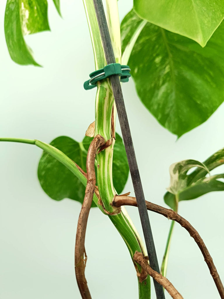 Monstera albo variegata
