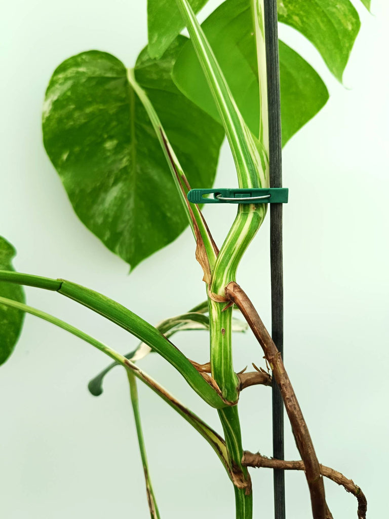 Monstera albo variegata
