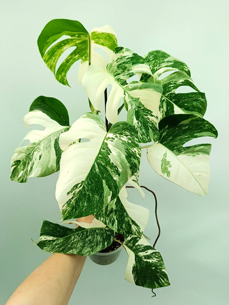 Monstera albo variegata