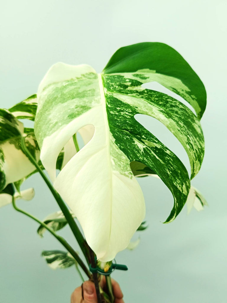 Monstera albo variegata