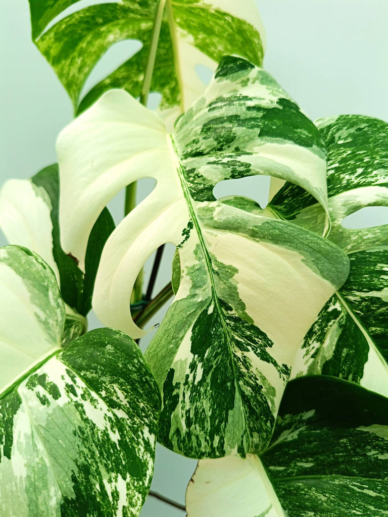 Monstera albo variegata