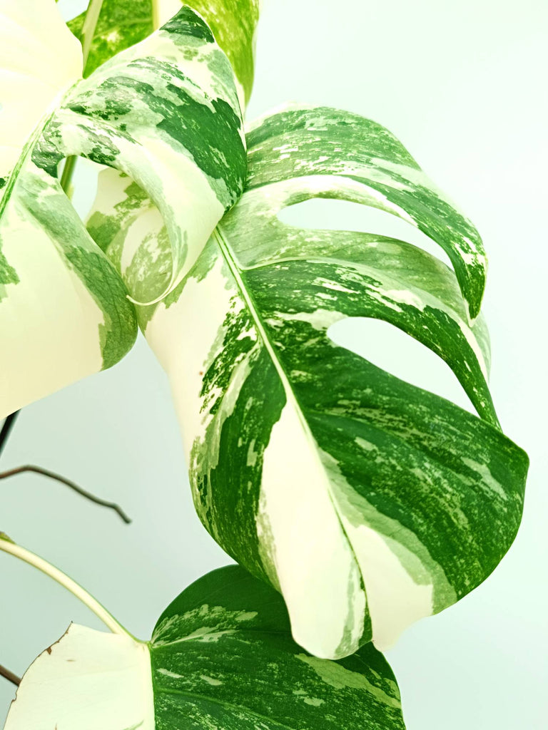Monstera albo variegata