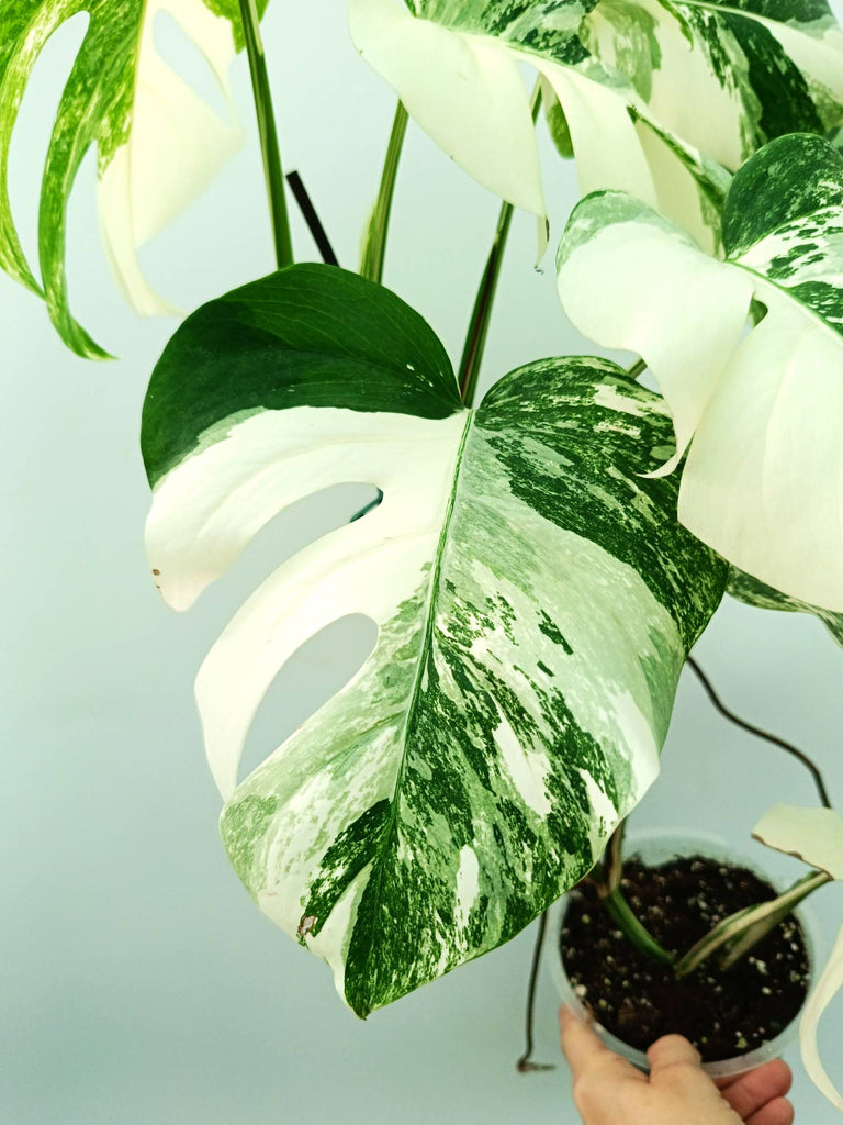 Monstera albo variegata