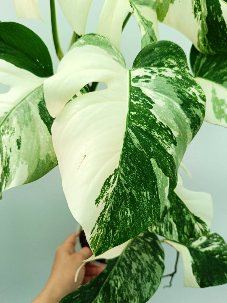 Monstera albo variegata
