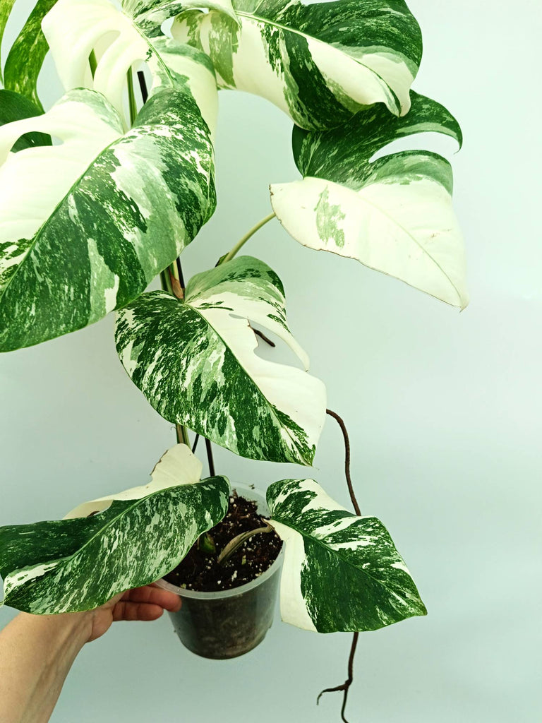 Monstera albo variegata