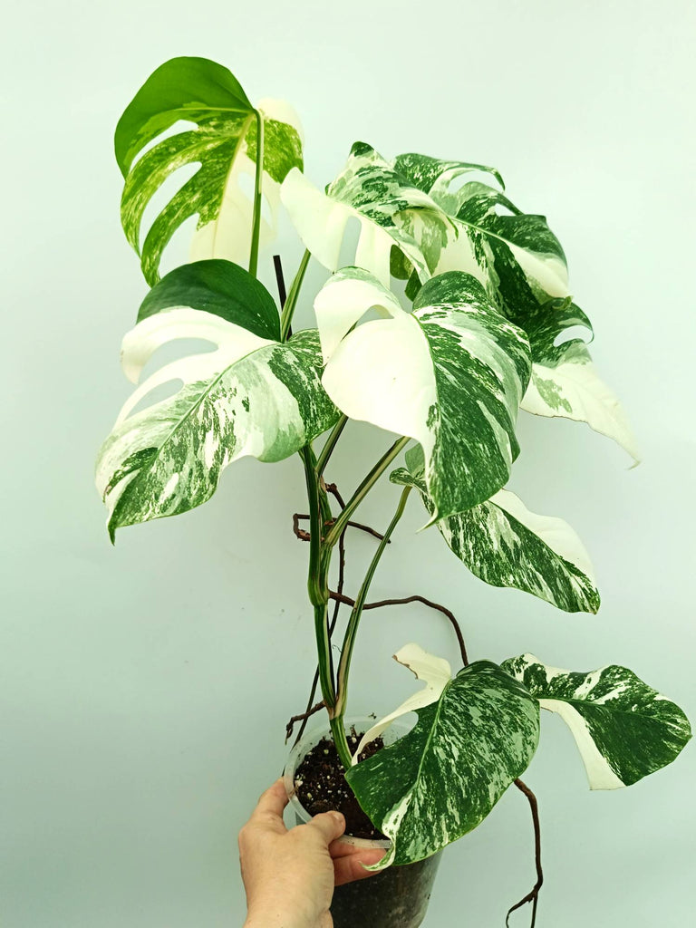 Monstera albo variegata