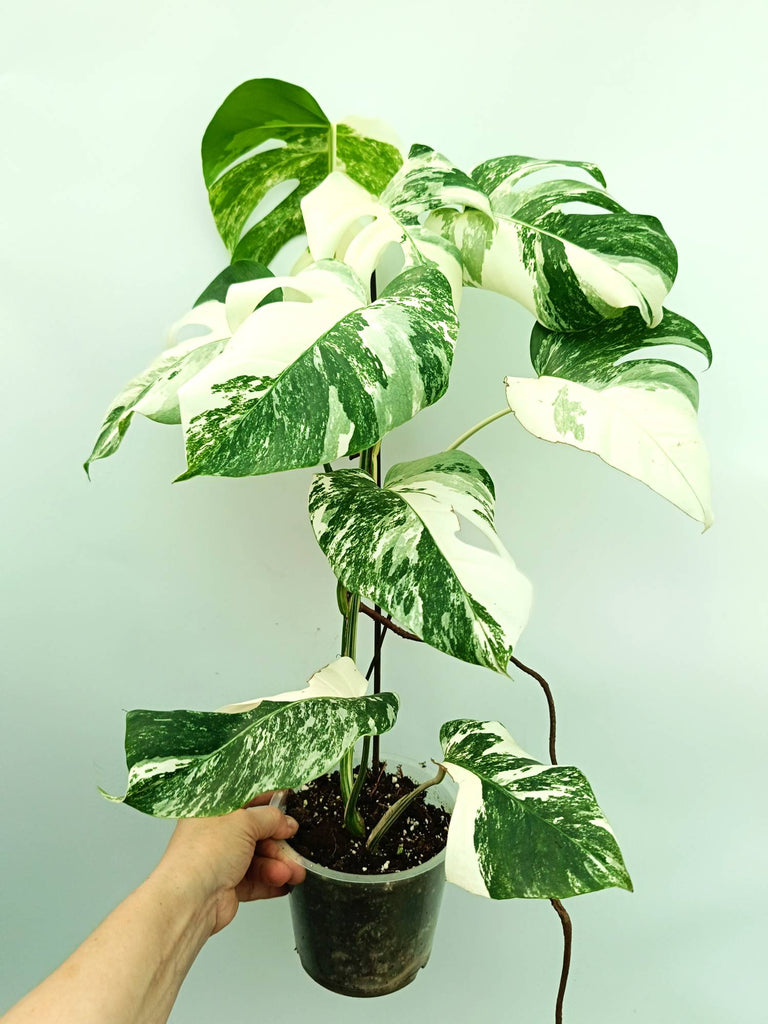 Monstera albo variegata